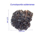 Cumulopuntia ex Puna subterranea.jpg